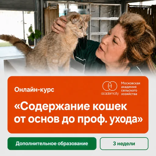 Онлайн-курс «Содержание кошек от основ до проф. ухода»