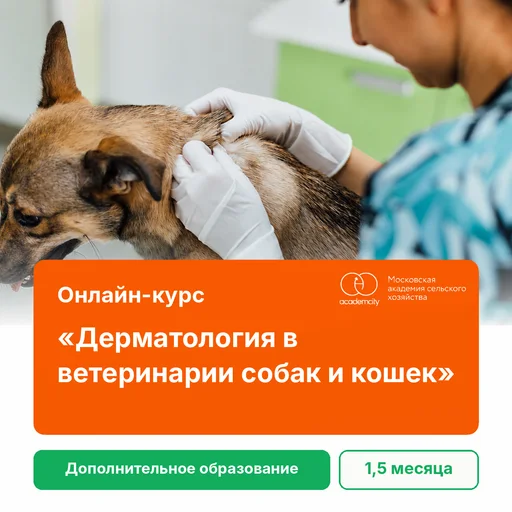 Онлайн-курс «Дерматология в ветеринарии собак и кошек»